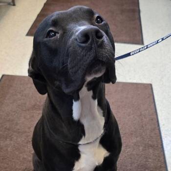 Bingo -  Mixed Breed Dog for Adoption in Springboro, Ohio - Bingo | PetCurious