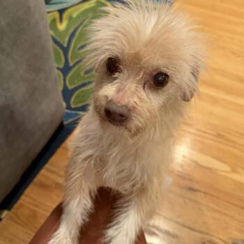 Cairn Terrier and Pug Dogs Available for Adoption - Bernadette  | PetCurious