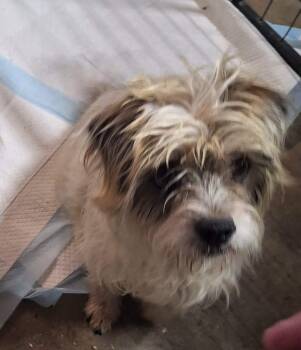 Terrier and Mixed Breed Dogs Available for Adoption in Severance, Colorado - Sky | PetCurious