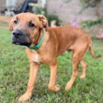 Scoobie -  Hound and Mountain Cur Dog for Adoption - Scoobie | PetCurious