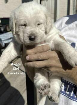 Rescue Coonhound and Labrador Retriever Dogs for Adoption in Winnipeg, Manitoba - Maagonan Aka Maggie | PetCurious