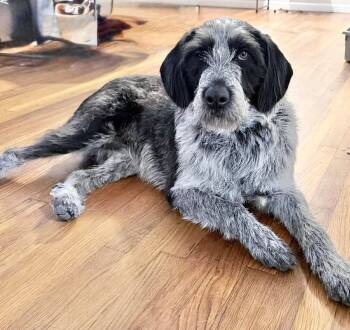 German Shorthaired Pointer Dogs Available for Adoption in Grand Bay, Alabama - Libby Lou | PetCurious