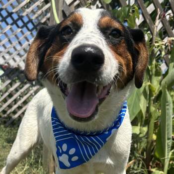 Gavin in NH Come Meet our Adoptable Dogs Wednesday-Saturday. Mor -  Australian Shepherd and Collie Dog for Adoption in Manchester, New Hampshire - Gavin In NH Come Meet Our Adoptable Dogs Wednesday-Saturday. Mor | PetCurious