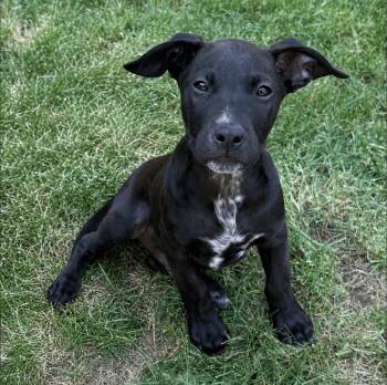 Nolan -  Pit Bull Terrier and Mixed Breed Dog for Adoption in Mead, Colorado - Nolan | PetCurious