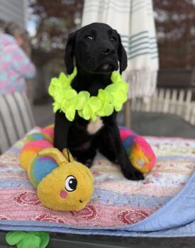 Black Labrador Retriever and Labrador Retriever Dogs Available for Adoption - Super Mario  | PetCurious