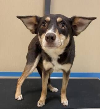 Australian Shepherd Dogs Available for Adoption in Sioux City, Iowa - Wonka | PetCurious