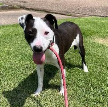 Petey -  Terrier Dog for Adoption in Chelmsford, Massachusetts - Petey | PetCurious