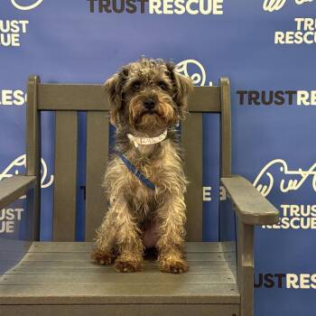 BLAKE -  Miniature Schnauzer Dog for Adoption in Waterford, New Jersey - BLAKE | PetCurious