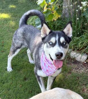 Kira -  Husky Dog for Adoption in Lavon, Texas - Kira | PetCurious
