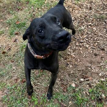Rescue Black Labrador Retriever Dogs for Adoption in Baldwin, Maryland - Sisu | PetCurious
