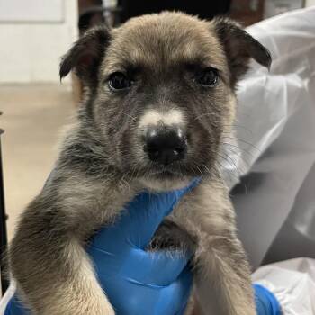 Shepherd Dogs Available for Adoption in Edinburg, Texas - Honey Boo Boo | PetCurious