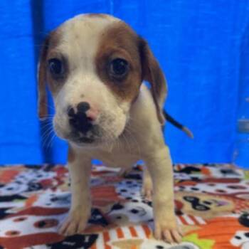 Mixed Breed Dogs Available for Adoption - Logan | PetCurious