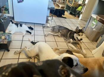 Kaya -  Siberian Husky Dog for Adoption in Middletown, Connecticut - Kaya | PetCurious