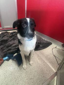 Abner -  Border Collie and Mixed Breed Dog for Adoption in Pequot Lakes, Minnesota - Abner | PetCurious