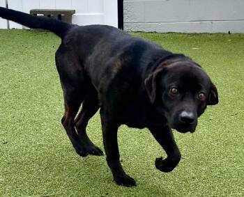 Black Labrador Retriever Dogs Available for Adoption - Kona | PetCurious