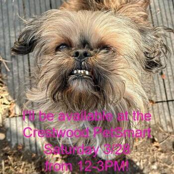 Mixed Breed Dogs Available for Adoption - Prince | PetCurious