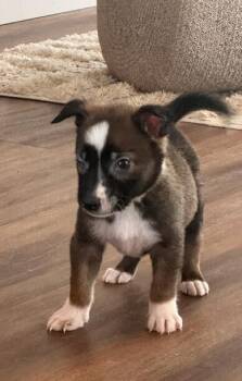 Baby Tiger -  Black Mouth Cur and Shepherd Dog for Adoption in Washington, District Of Columbia - Baby Tiger | PetCurious