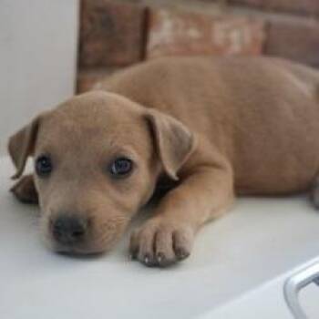 Mixed Breed Dogs Available for Adoption in Bellingham, Washington - Quiche | PetCurious