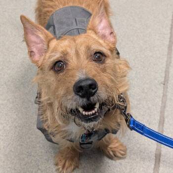 Odin -  Mixed Breed Dog for Adoption in New Castle, Delaware - Odin | PetCurious