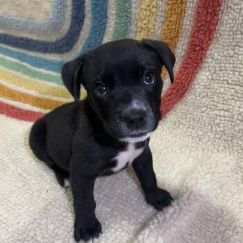 Labrador Retriever Dogs Available for Adoption in Los Angeles, California - Luca | PetCurious