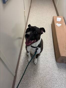 Terrier Dogs Available for Adoption in Conway, Arkansas - Rico | PetCurious