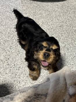 Q. Tip -  Cocker Spaniel Dog for Adoption in Antwerp, Ohio - Q. Tip | PetCurious