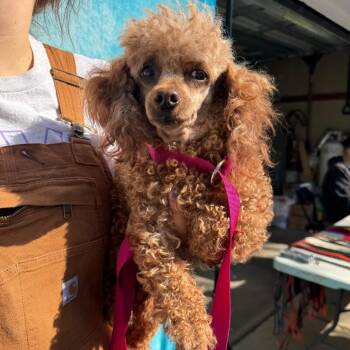 Poodle Dogs Available for Adoption in Campton Hills, Illinois - Peggy Jean | PetCurious
