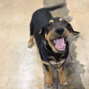 Locke -  Mixed Breed Dog for Adoption in Wheeling, Illinois - Locke | PetCurious