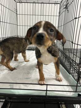 Rose -  Dachshund and Terrier Dog Available for Adoption in Fort Collins, Colorado - Rose | PetCurious
