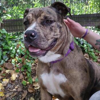 Pit Bull Terrier Dogs Available for Adoption in Baltimore, Maryland - Loo-Seal | PetCurious