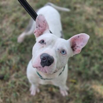 Meatball -  Pit Bull Terrier Dog for Adoption in Lowell, Arkansas - Meatball | PetCurious