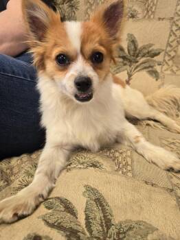 Chihuahua Dogs Available for Adoption in Marion, Ohio - Unknown New Rd | PetCurious