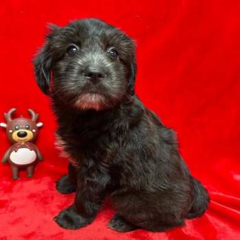 Rescue Yorkshire Terrier and Mixed Breed Dogs for Adoption - Claus | PetCurious