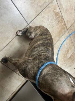 Cly Cly -  Mixed Breed Dog for Adoption in Cincinnati, Ohio - Cly Cly | PetCurious