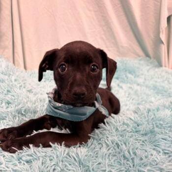 Doris -  Mixed Breed Dog for Adoption in Canal Winchester, Ohio - Doris | PetCurious