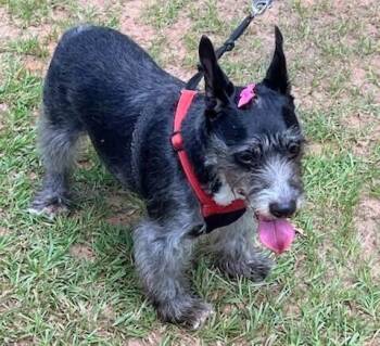 Bella Rose -  Schnauzer Dog for Adoption in Barnesville, Georgia - Bella Rose | PetCurious