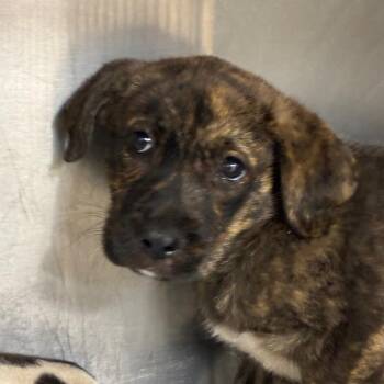 Terrier Dogs Available for Adoption in Montgomery, Alabama - Finn | PetCurious