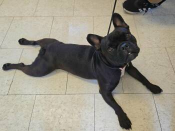 Hart -  French Bulldog Dog for Adoption in Trenton, New Jersey - Hart | PetCurious