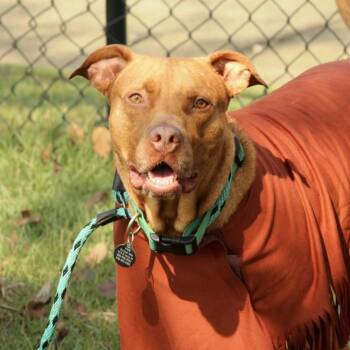 Clifford -  Pit Bull Terrier Dog for Adoption in Columbia, South Carolina - Clifford | PetCurious