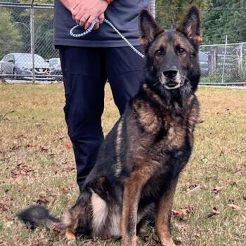 JERICHO-31097 -  German Shepherd Dog Dog for Adoption in Memphis, Tennessee - JERICHO-31097 | PetCurious