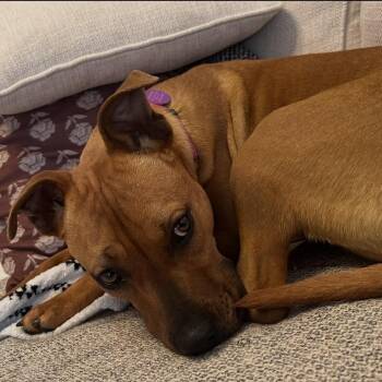Pit Bull Terrier Dogs Available for Adoption in South Plainfield, New Jersey - London | PetCurious