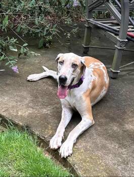 Daisy Mae -  Great Dane Dog for Adoption in Milton, Georgia - Daisy Mae | PetCurious