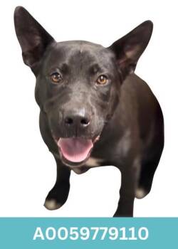 Rescue Shepherd Dogs for Adoption in Red Bluff, California - Binx | PetCurious