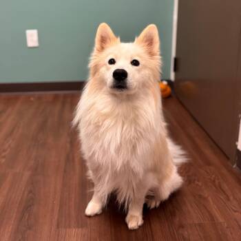 Wookie -  Samoyed and American Eskimo Dog Dog for Adoption in Nashville, Indiana - Wookie | PetCurious