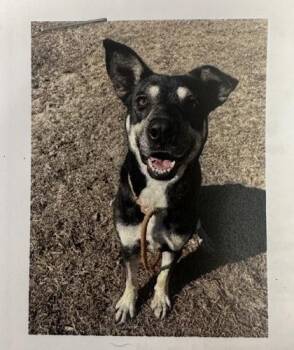 Trini -  Shepherd and Mixed Breed Dog for Adoption in Palm Coast, Florida - Trini | PetCurious