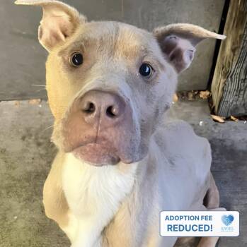 Lokin -  Pit Bull Terrier Dog for Adoption in Naperville, Illinois - Lokin | PetCurious