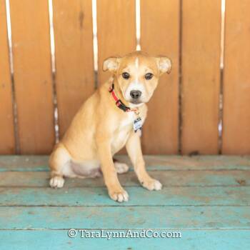 Hound Dogs Available for Adoption - Scottie | PetCurious