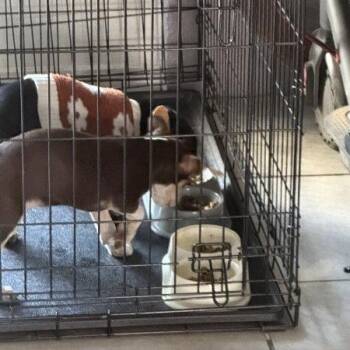 Inky - In Foster! -  Terrier and Mixed Breed Dog for Adoption in Flagstaff, Arizona - Inky - In Foster! | PetCurious