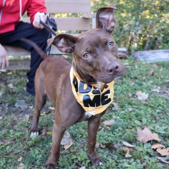 Rescue Pit Bull Terrier and Chocolate Labrador Retriever Dogs for Adoption in Fullerton, Pennsylvania - Rolo | PetCurious