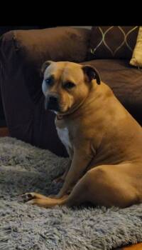 Rescue Mixed Breed Dogs for Adoption in Memphis, Tennessee - Zuri | PetCurious